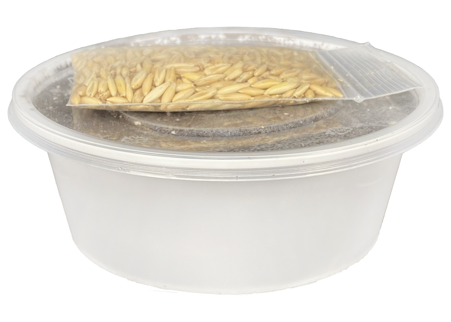 Multipet Catnip Garden Cat Grass Treat Kit for Cats
