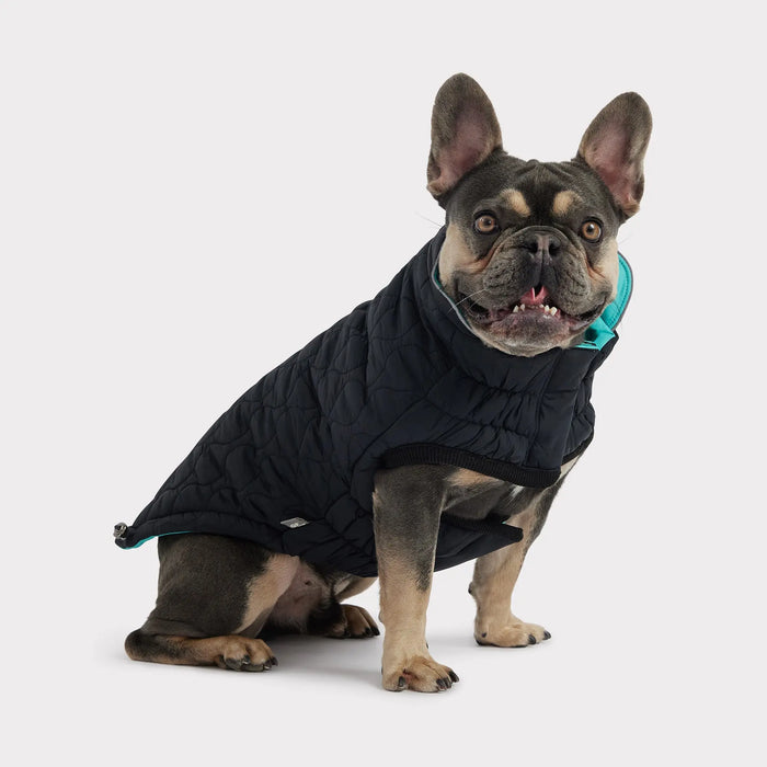 GF Pet Reversible Chalet Jacket - Black/Neon Aqua for Dogs
