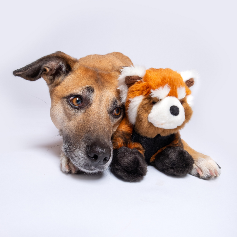 Fluff & Tuff Archie Red Panda Plush Dog Toy