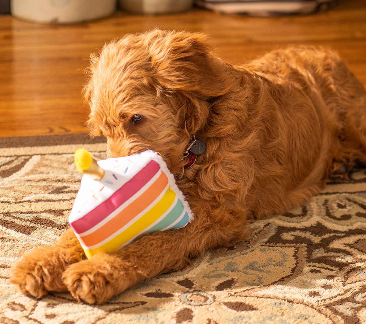 ThoozyPet Birthday Layer Cake Plush Dog Toy