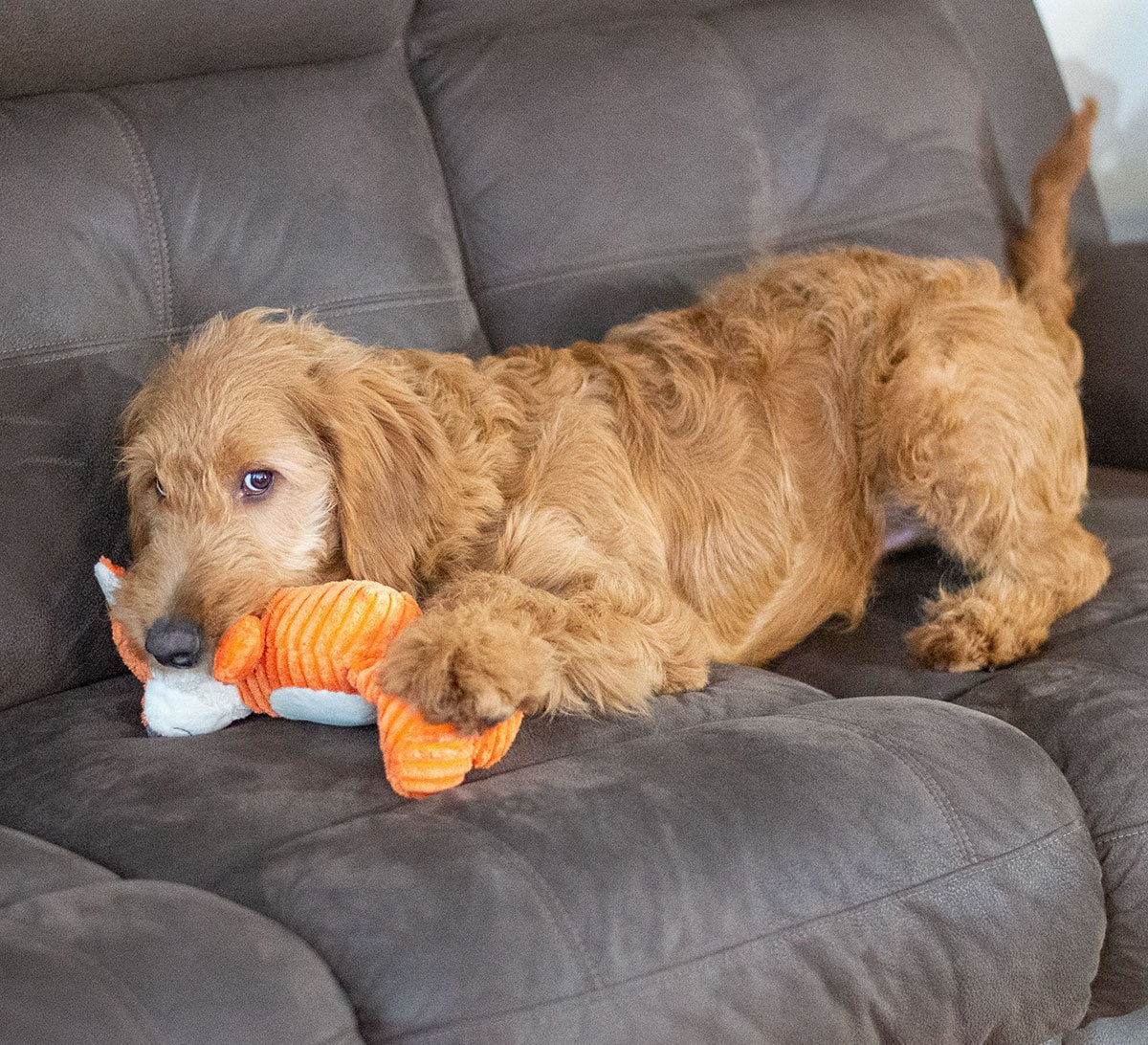 ThoozyPet Tuff & Cuddly Fox Plush Dog Toy