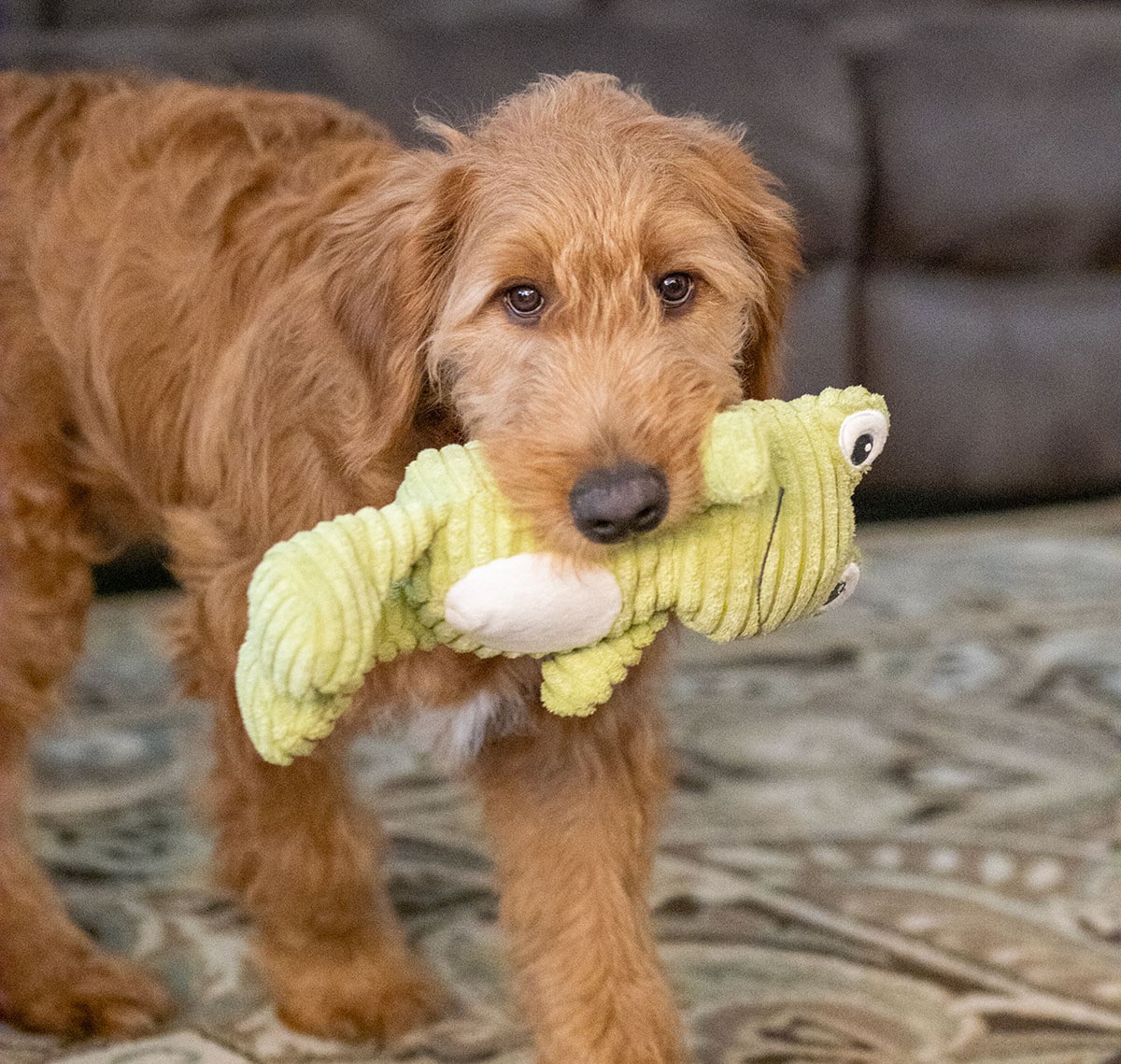 ThoozyPet Tuff & Cuddly Frog Plush Dog Toy