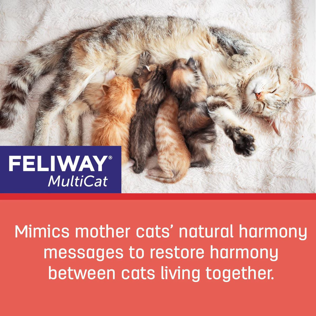 Feliway MultiCat 30 Day Starter Kit Calming Diffuser for Cats